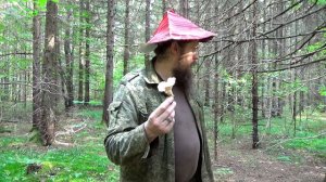 Ежовик желтый - ложная лисичка. Страшная поганка?
