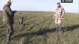 Полевая натаска курцхаара. Парная работа курцхаара и лабрадора - 2021г