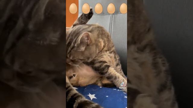 У домашнего кота также как у зайца🐰🐱