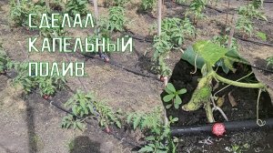 Капельный полив | Капельный полив своими руками