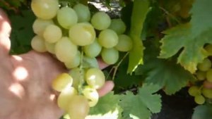 Сорт винограда Лия.