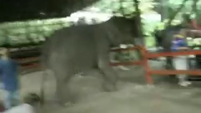 Поцелуй и массаж от слона.Таиланд. смотреть онлайн