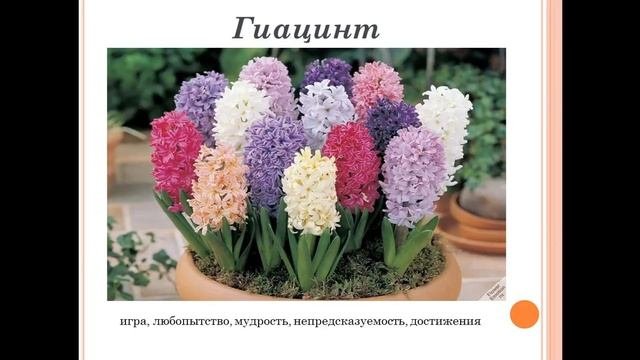 Язык цветов  Что означает и символизирует каждый цветок?