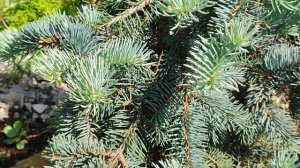 Редкие и видовые хвойные нашего сада