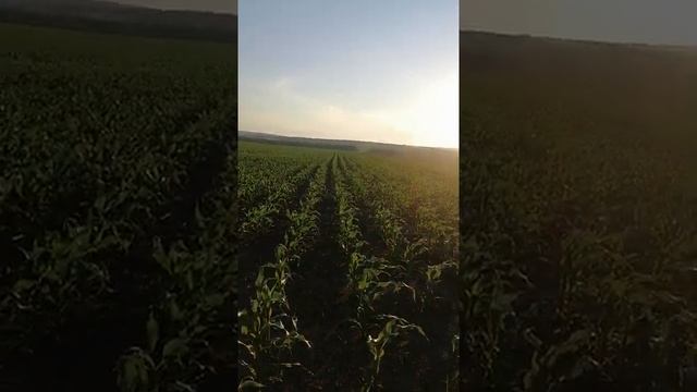 Подзимний ячмень. Широкорядный посев.