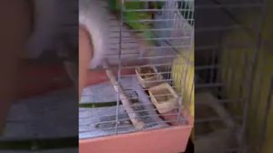 Как ухаживать за попугаями