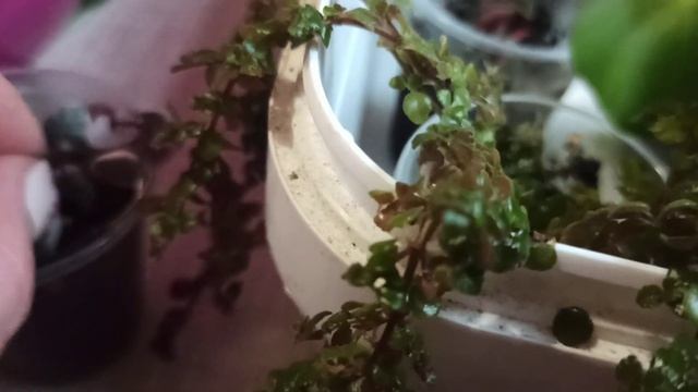 Покажу вам пеперомии,церопегию☘️? Пересаживаю ктенанту,бегонию и филодендроны??️☔? смотреть онлайн