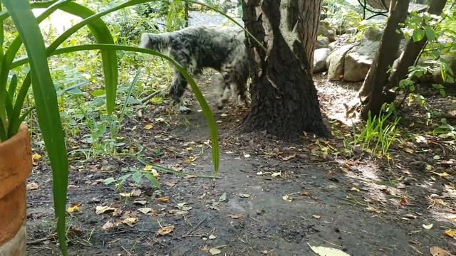 Алиса - лиса. Чешу лису смотреть онлайн