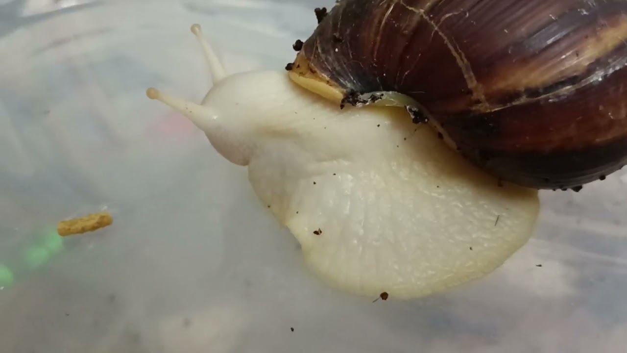 Новая еда для улиток смотреть онлайн