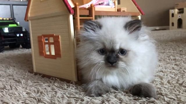 Денискин гималайский котёнок. смотреть онлайн