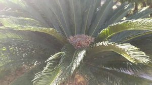 Цветет или не цветёт? Как на самом деле выглядит цикас?