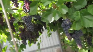 ВИНОГРАД НА ЮЖНОМ УРАЛЕ ( ЧЕЛЯБИНСК ) сорт ПАМЯТИ ДОМБКОВСКОЙ 🍇🍇🍇💯❤️...