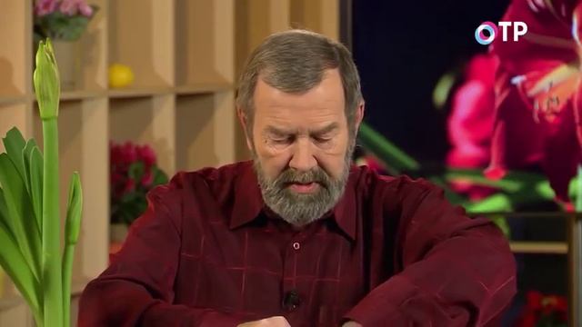 Гиппеаструм – пересадка и лечение загнивших луковиц смотреть онлайн