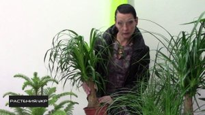 Нолина (бокарнея) или бутылочное дерево уход в домашних условиях