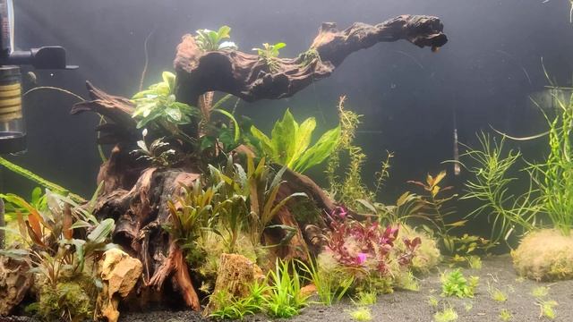 Процесс запуска пошёл! Бактериальных вспышка во всей красе! смотреть онлайн