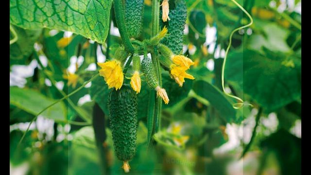 Обзор сорта огурцов "Арктика" (характеристики, свойства, фото) смотреть онлайн