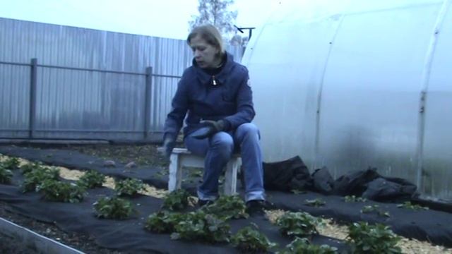 Три способа посадки клубники на спанбонде. Уход за клубникой. смотреть онлайн