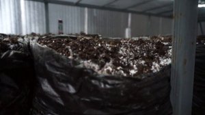 Компост 3й фазы | Выращивание шампиньонов |  Первый урожай