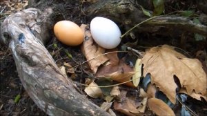 МИР ДИНОЗАВРОВ.  Тираннозавры, спинозавры, заурофоганаксы и др. СБОРНИК мультиков про динозавров.