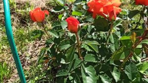 Super Trouper роза. #розы #саднадежды #supertrouper