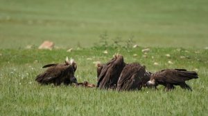 Ultimate Wild Animals FullHD