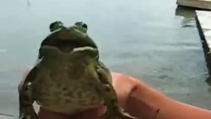 Орущая лягушка - имперский марш(Amazing Frog screams - The Imperial March)