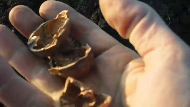 посадка  грецкого  ореха  сорт Буковинский