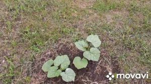 1 июня. Комсомольский парк. Кипятим в самоваре воду.