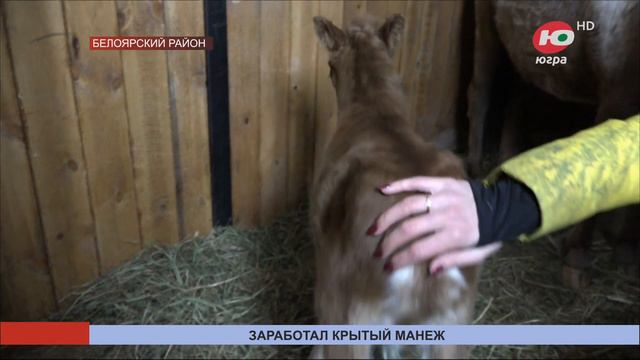 В Белоярском районе на средства губернаторского гранта построили крытый манеж смотреть онлайн