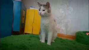 Все питомцы с канала А ну-ка Давай-ка