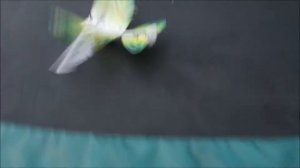 Птица на радиоуправлении!