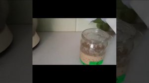 Ржаная-вечная закваска.