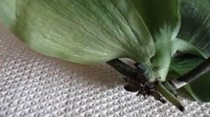 Орхидея Фаленопсис. Наращивание корней. Эксперимент