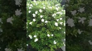 Gardenias in Bloom