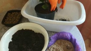 Пересадка - посадка фикуса Микрокарпа