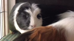 Плюсы содержания морских свинок|СВИНКИ с МОРЯ