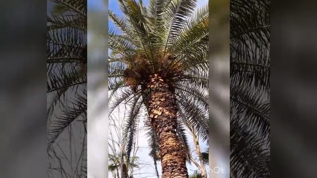 Цветущий Сочи??? смотреть онлайн