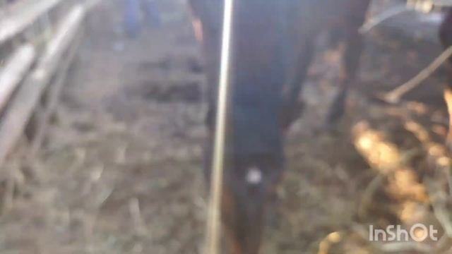 ЛОШАДИ/КОБЫЛА ЛИТОВСКИЙ ТЯЖЕЛОВОЗ ОТ ЖЕРЕБЦА БАСТИОНА/mare from stallion Bastion смотреть онлайн