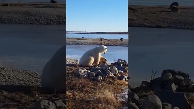 ЖЕСТЬ!!!!! КАК ЭТО МОЖЕТ БЫТЬ Белый медведь гладит собаку