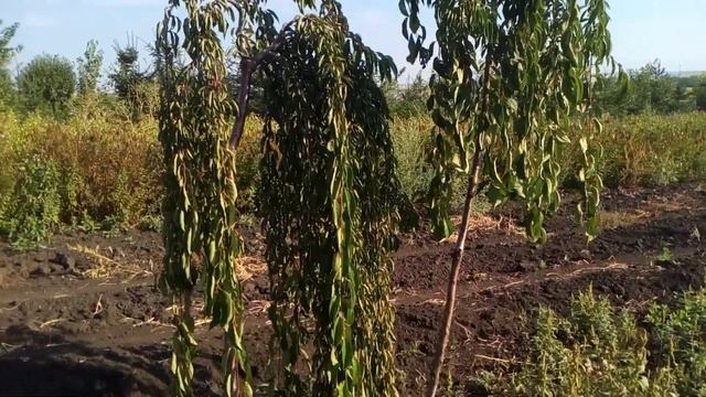 Черешня подшёрстная плакучая Pendula | Plante.md смотреть онлайн