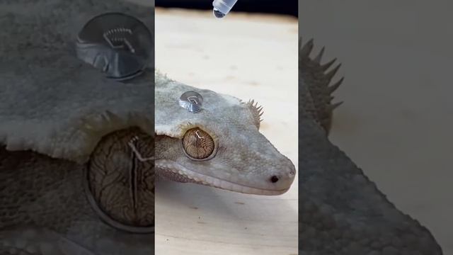 Почему ящерица молох НЕ МОЖЕТ ПИТЬ РТОМ? смотреть онлайн