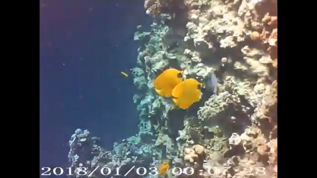 краски красного моря. смотреть онлайн