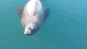 Агрессивный сивуч !