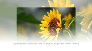 Интересные факты о цветах (1 часть)
