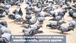 Птицы (1 класс). Окружающий мир.