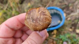 Есть ли грибы в лесу Подмосковья сейчас 22 сентября 2022