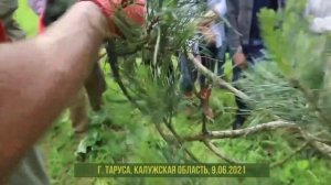 Обрезка деревьев 2021: фильмы Мастерской бонсай и ниваки