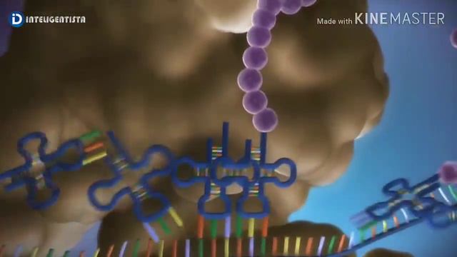 Síntese proteica (transcrição e tradução). смотреть онлайн