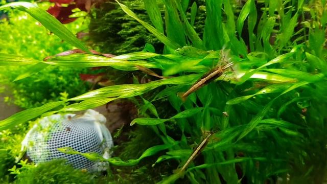 Домашний аквариум 300 литров по состоянию на 03.02.20 смотреть онлайн