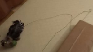 Йоркширский терьер играет с клубком